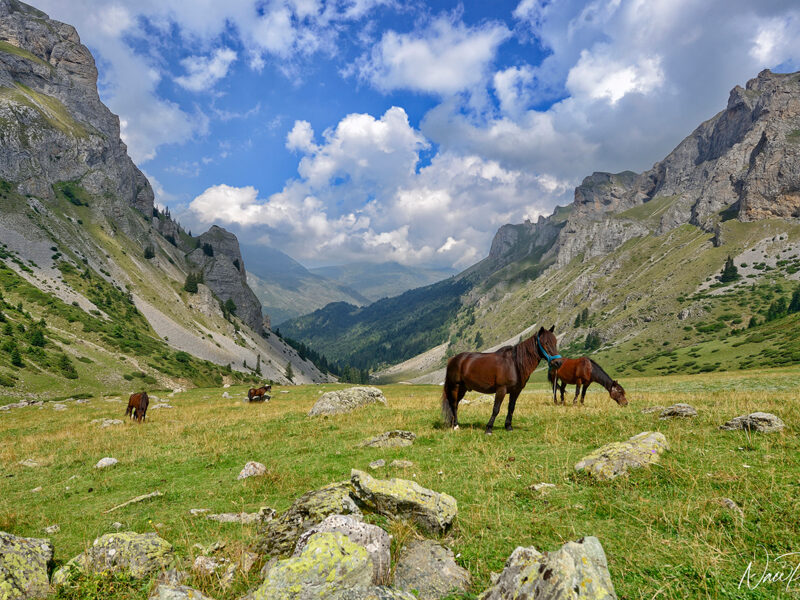 Horses in NP Shar Mountain