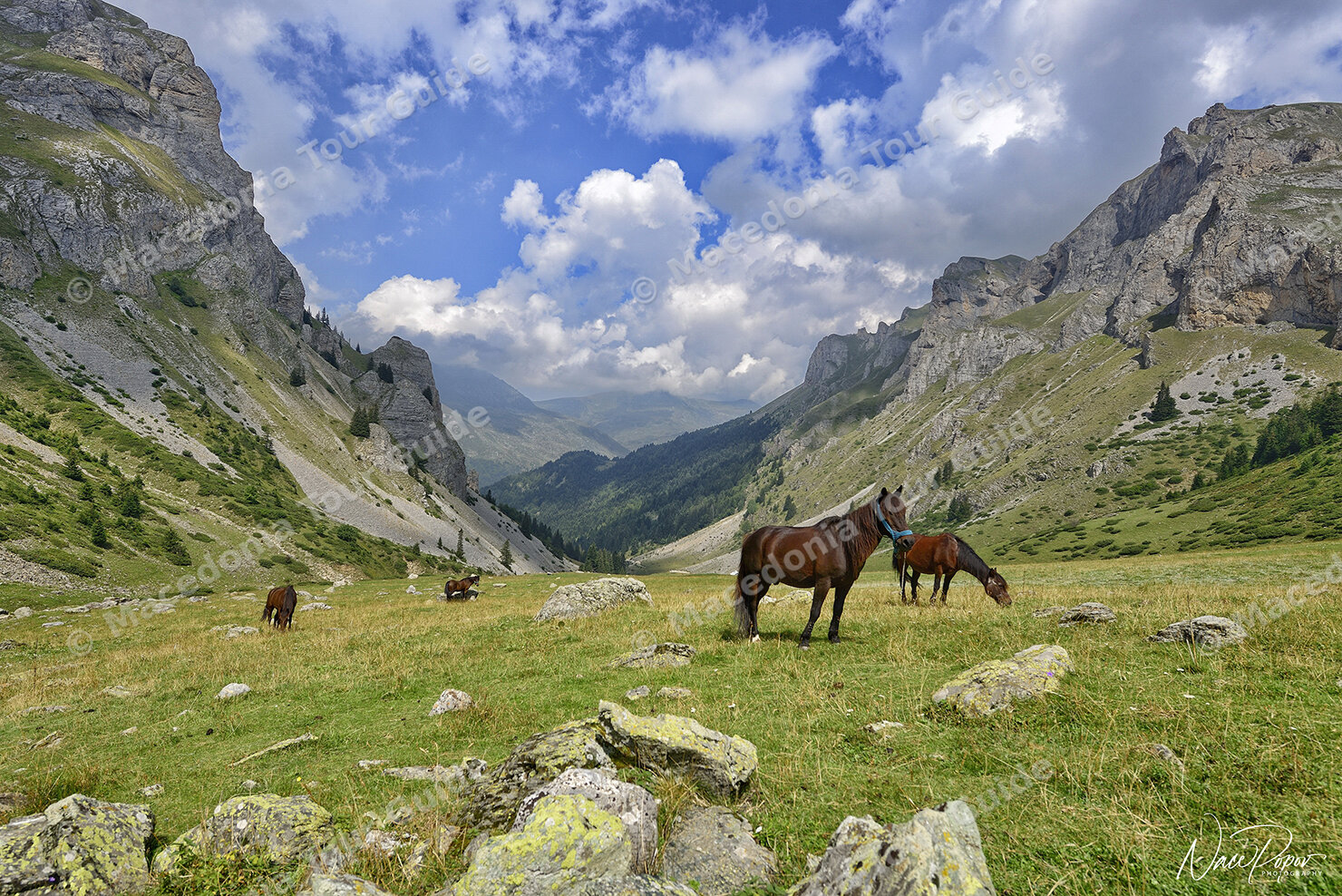 Horses in NP Shar Mountain