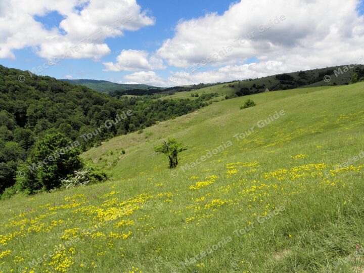 Berovo meadows
